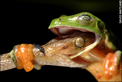 http://clounaghscience.files.wordpress.com/2009/03/snake-meets-frog-award-winning-nature-photo.jpg