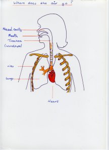 The Respiratory System | Clounagh Science's Blog